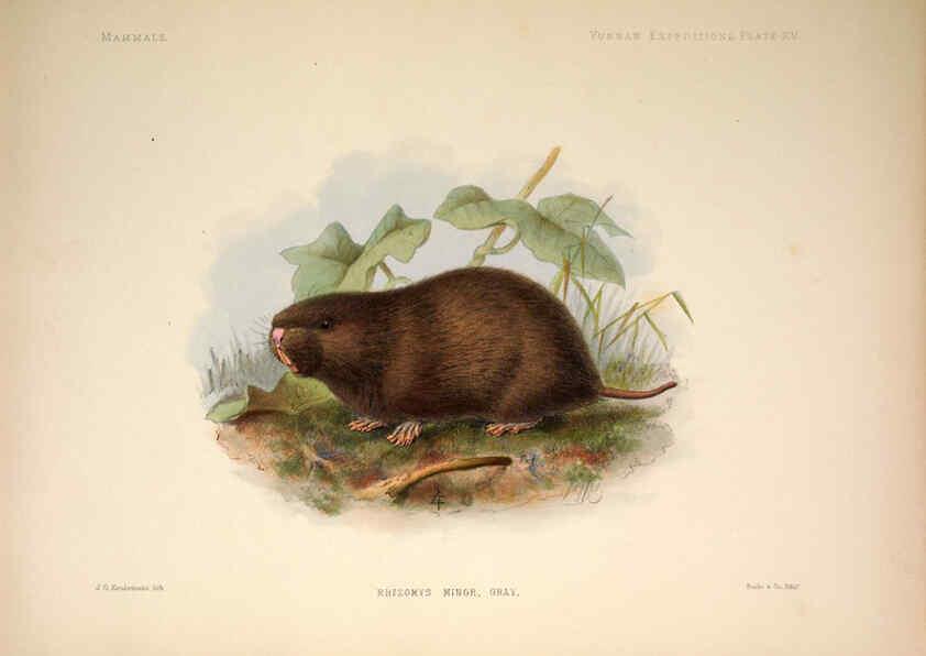 Reproducción/Reproduction 6258152518: Anatomical and zoological researches v.2. London,B. Quaritch,1878