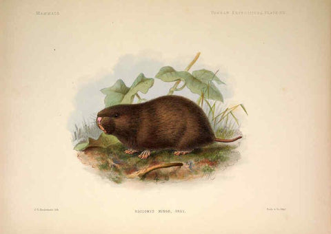 Reproducción/Reproduction 6258152518: Anatomical and zoological researches v.2. London,B. Quaritch,1878