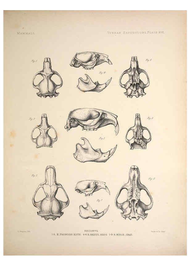 Reproducción/Reproduction 6258152732: Anatomical and zoological researches v.2. London,B. Quaritch,1878