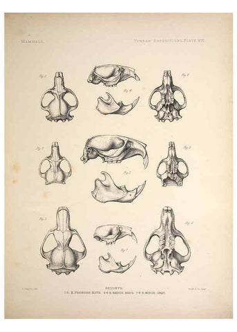 Reproducción/Reproduction 6258152732: Anatomical and zoological researches v.2. London,B. Quaritch,1878