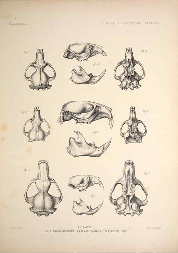 Reproducción/Reproduction 6258152732: Anatomical and zoological researches v.2. London,B. Quaritch,1878