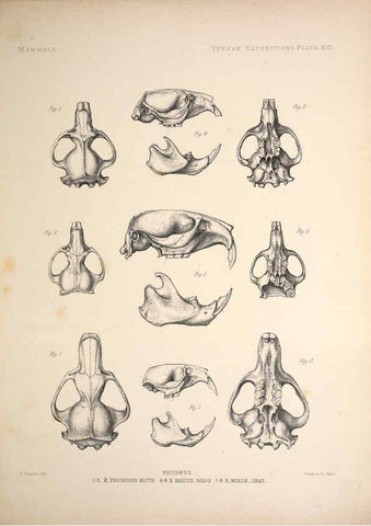 Reproducción/Reproduction 6258152732: Anatomical and zoological researches v.2. London,B. Quaritch,1878