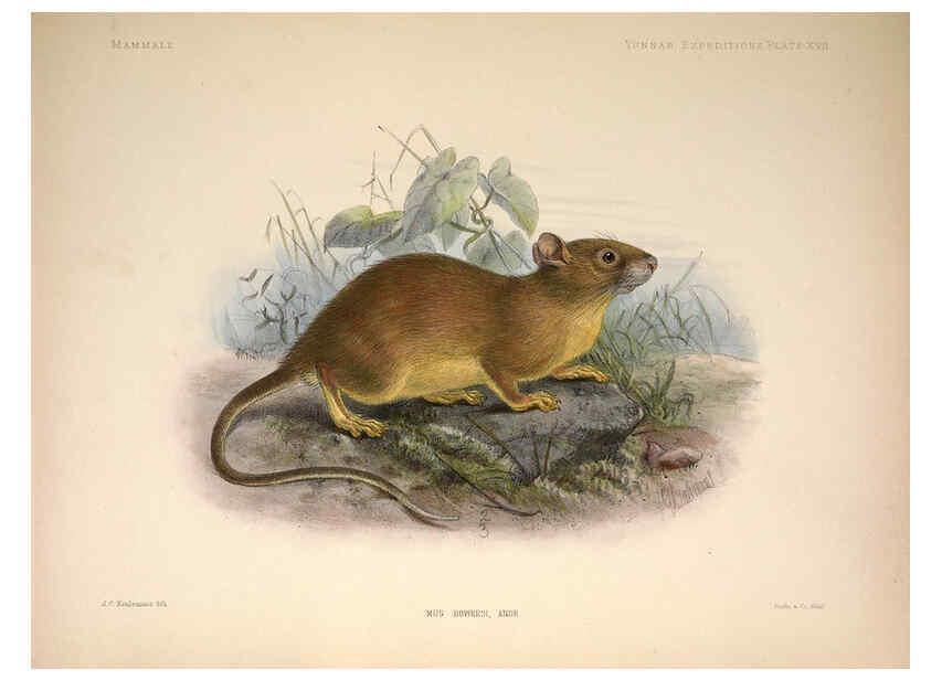Reproducción/Reproduction 6257626401: Anatomical and zoological researches v.2. London,B. Quaritch,1878