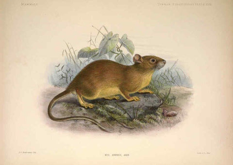 Reproducción/Reproduction 6257626401: Anatomical and zoological researches v.2. London,B. Quaritch,1878