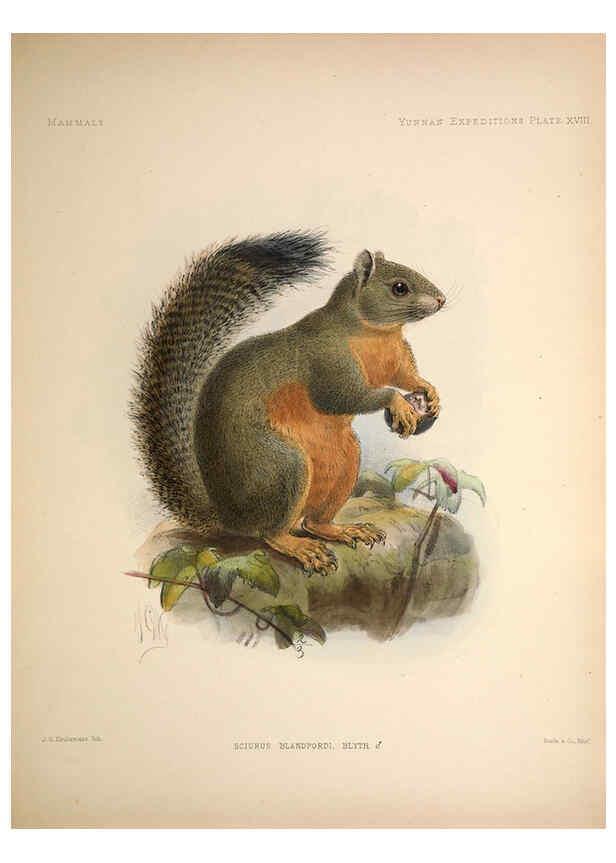 Reproducción/Reproduction 6257626569: Anatomical and zoological researches v.2. London,B. Quaritch,1878