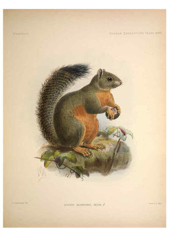 Reproducción/Reproduction 6257626569: Anatomical and zoological researches v.2. London,B. Quaritch,1878