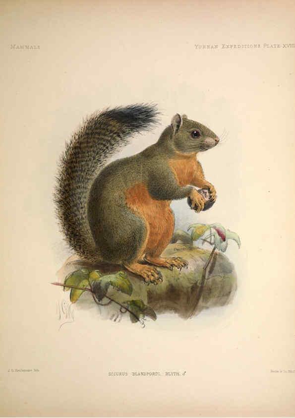 Reproducción/Reproduction 6257626569: Anatomical and zoological researches v.2. London,B. Quaritch,1878