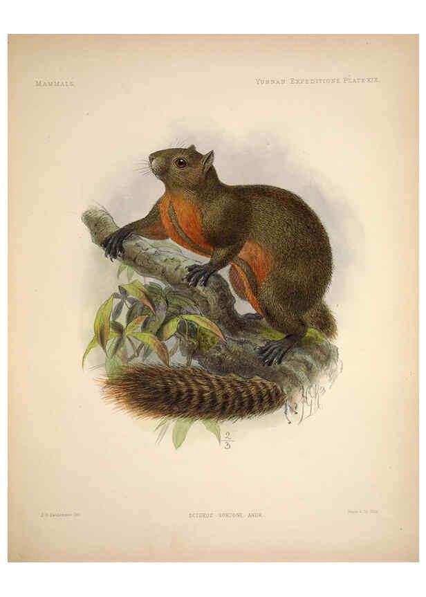 Reproducción/Reproduction 6257626877: Anatomical and zoological researches v.2. London,B. Quaritch,1878