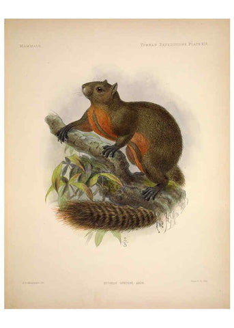 Reproducción/Reproduction 6257626877: Anatomical and zoological researches v.2. London,B. Quaritch,1878