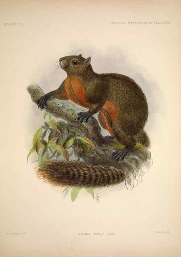 Reproducción/Reproduction 6257626877: Anatomical and zoological researches v.2. London,B. Quaritch,1878
