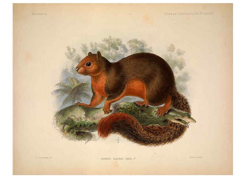 Reproducción/Reproduction 6257627055: Anatomical and zoological researches v.2. London,B. Quaritch,1878