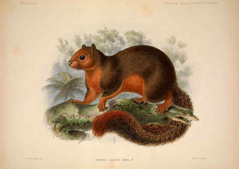 Reproducción/Reproduction 6257627055: Anatomical and zoological researches v.2. London,B. Quaritch,1878