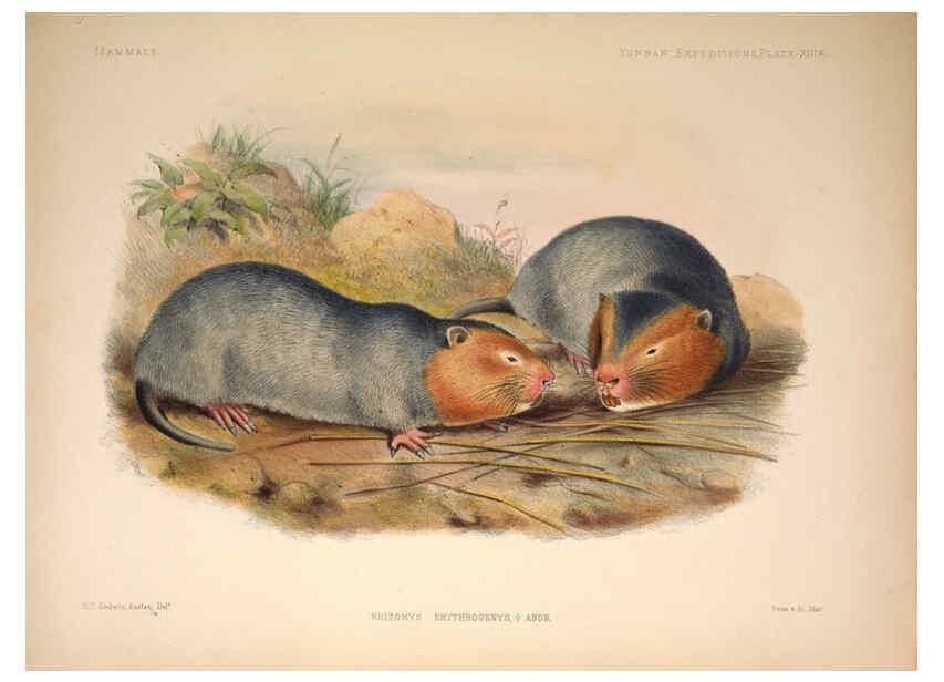 Reproducción/Reproduction 6257625287: Anatomical and zoological researches v.2. London,B. Quaritch,1878