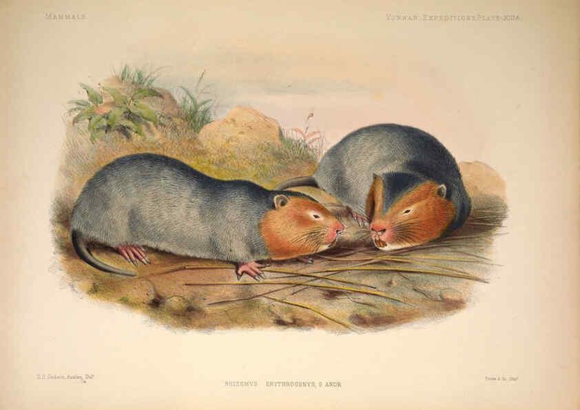 Reproducción/Reproduction 6257625287: Anatomical and zoological researches v.2. London,B. Quaritch,1878