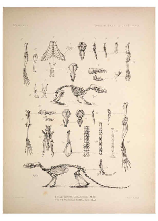 Reproducción/Reproduction 6258149670: Anatomical and zoological researches v.2. London,B. Quaritch,1878