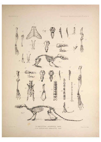 Reproducción/Reproduction 6258149670: Anatomical and zoological researches v.2. London,B. Quaritch,1878