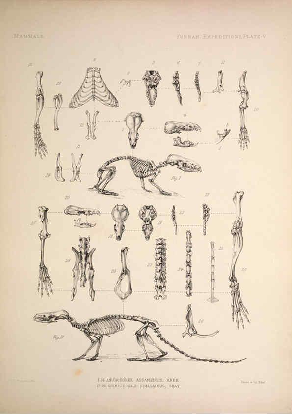 Reproducción/Reproduction 6258149670: Anatomical and zoological researches v.2. London,B. Quaritch,1878