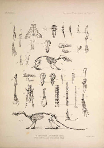 Reproducción/Reproduction 6258149670: Anatomical and zoological researches v.2. London,B. Quaritch,1878