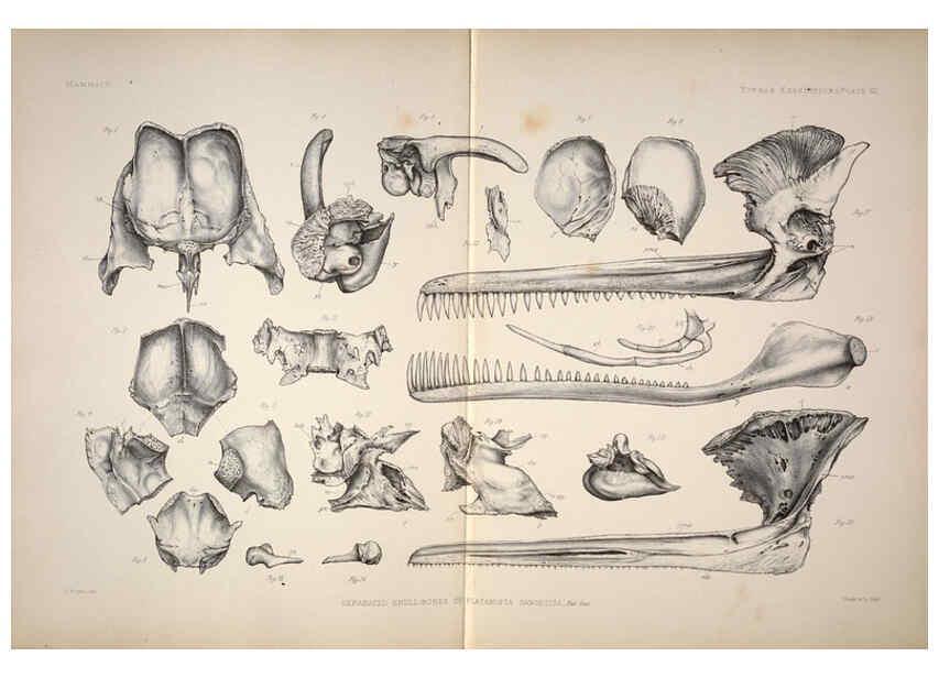 Reproducción/Reproduction 6257632131: Anatomical and zoological researches v.2. London,B. Quaritch,1878