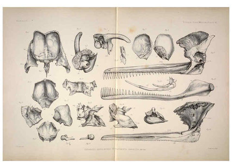 Reproducción/Reproduction 6257632131: Anatomical and zoological researches v.2. London,B. Quaritch,1878
