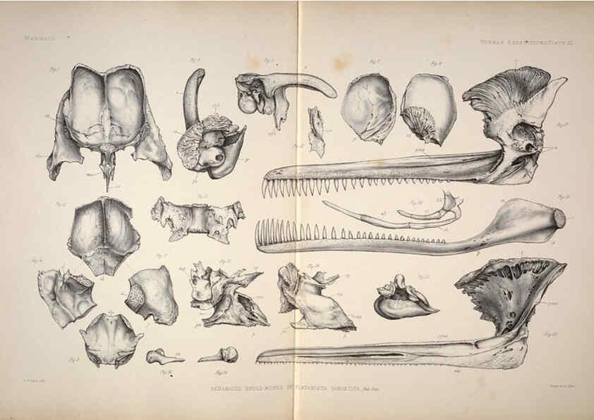 Reproducción/Reproduction 6257632131: Anatomical and zoological researches v.2. London,B. Quaritch,1878