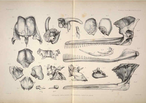 Reproducción/Reproduction 6257632131: Anatomical and zoological researches v.2. London,B. Quaritch,1878