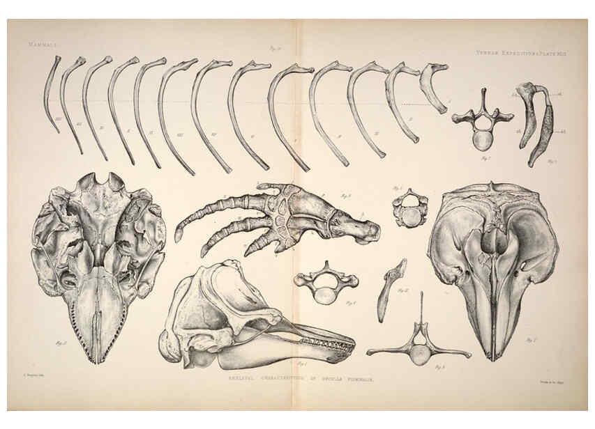 Reproducción/Reproduction 6257632585: Anatomical and zoological researches v.2. London,B. Quaritch,1878