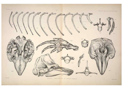 Reproducción/Reproduction 6257632585: Anatomical and zoological researches v.2. London,B. Quaritch,1878