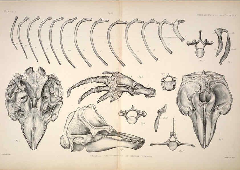 Reproducción/Reproduction 6257632585: Anatomical and zoological researches v.2. London,B. Quaritch,1878