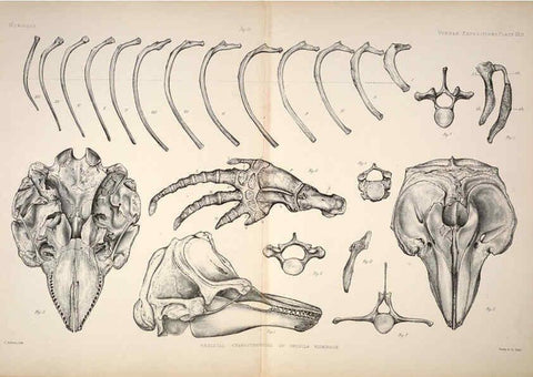Reproducción/Reproduction 6257632585: Anatomical and zoological researches v.2. London,B. Quaritch,1878