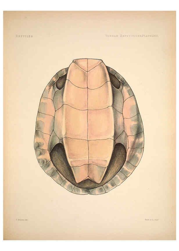 Reproducción/Reproduction 6257637769: Anatomical and zoological researches v.2. London,B. Quaritch,1878