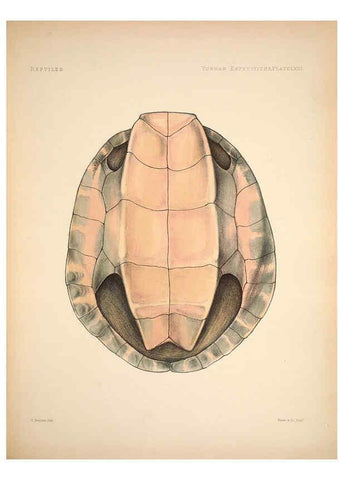 Reproducción/Reproduction 6257637769: Anatomical and zoological researches v.2. London,B. Quaritch,1878