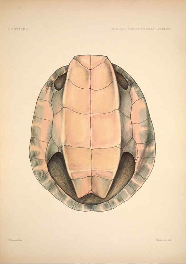Reproducción/Reproduction 6257637769: Anatomical and zoological researches v.2. London,B. Quaritch,1878