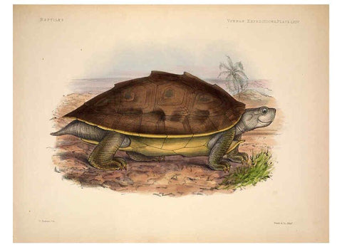 Reproducción/Reproduction 6258164500: Anatomical and zoological researches v.2. London,B. Quaritch,1878