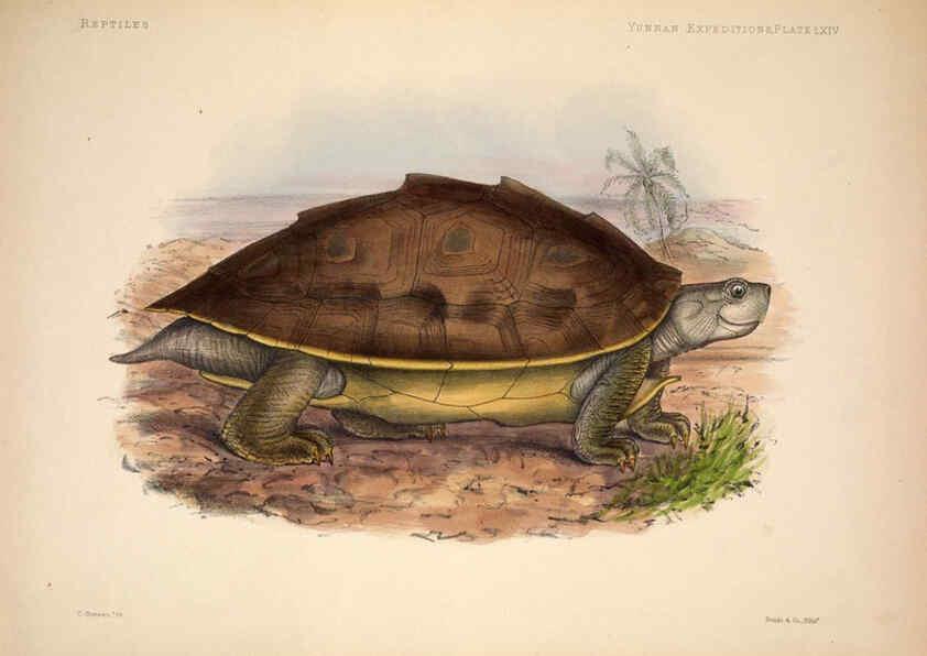 Reproducción/Reproduction 6258164500: Anatomical and zoological researches v.2. London,B. Quaritch,1878