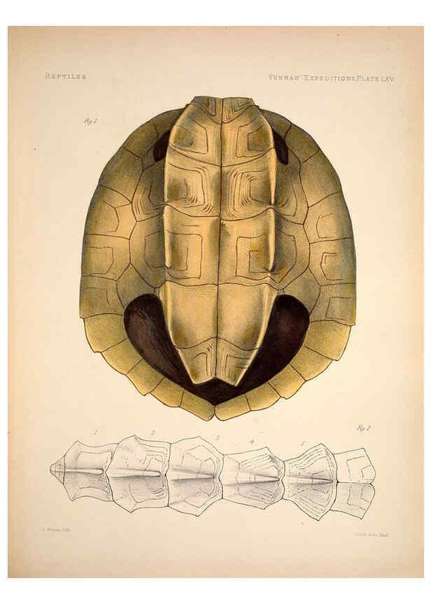 Reproducción/Reproduction 6258164788: Anatomical and zoological researches v.2. London,B. Quaritch,1878