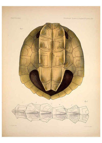 Reproducción/Reproduction 6258164788: Anatomical and zoological researches v.2. London,B. Quaritch,1878