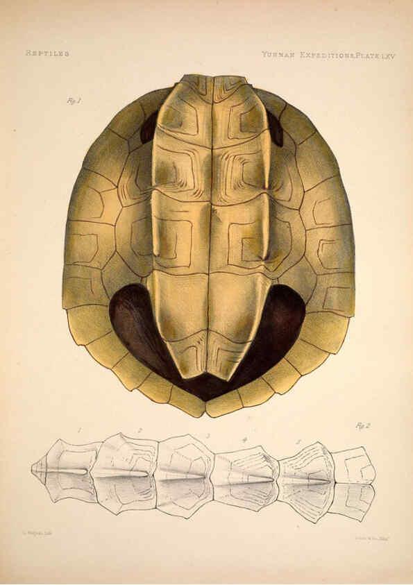 Reproducción/Reproduction 6258164788: Anatomical and zoological researches v.2. London,B. Quaritch,1878