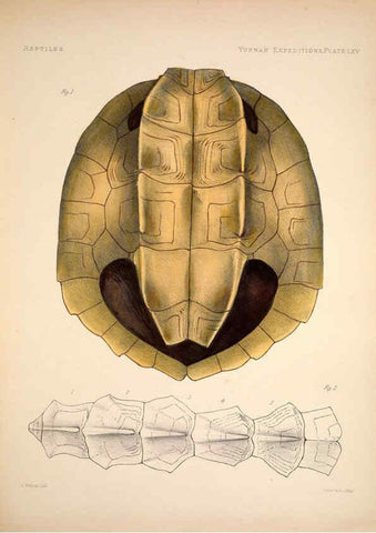 Reproducción/Reproduction 6258164788: Anatomical and zoological researches v.2. London,B. Quaritch,1878