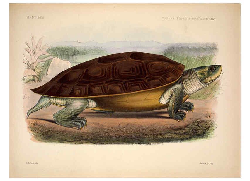 Reproducción/Reproduction 6258165066: Anatomical and zoological researches v.2. London,B. Quaritch,1878