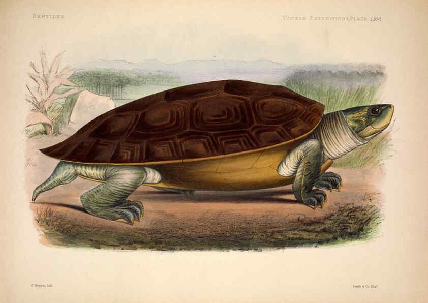 Reproducción/Reproduction 6258165066: Anatomical and zoological researches v.2. London,B. Quaritch,1878