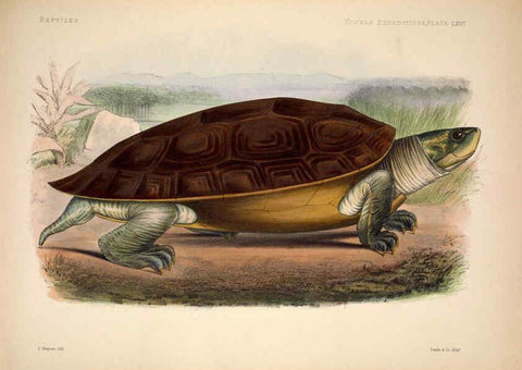 Reproducción/Reproduction 6258165066: Anatomical and zoological researches v.2. London,B. Quaritch,1878