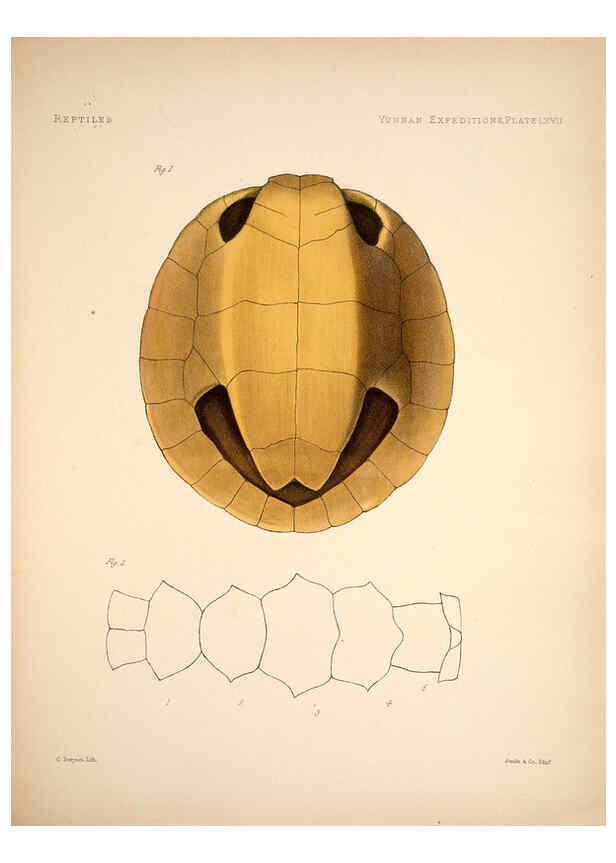 Reproducción/Reproduction 6257638797: Anatomical and zoological researches v.2. London,B. Quaritch,1878