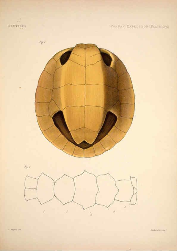 Reproducción/Reproduction 6257638797: Anatomical and zoological researches v.2. London,B. Quaritch,1878