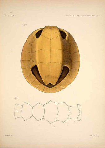 Reproducción/Reproduction 6257638797: Anatomical and zoological researches v.2. London,B. Quaritch,1878