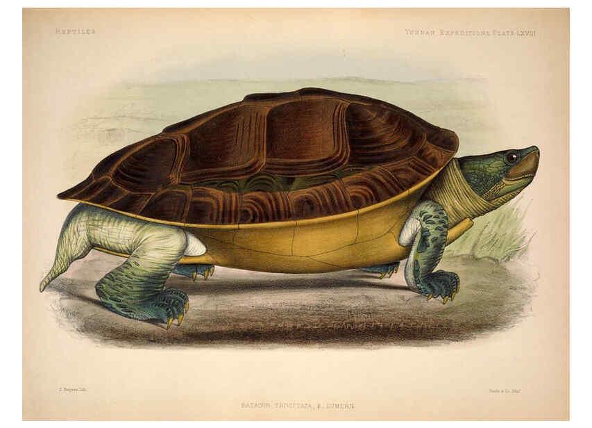 Reproducción/Reproduction 6258165526: Anatomical and zoological researches v.2. London,B. Quaritch,1878