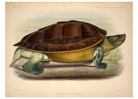 Reproducción/Reproduction 6258165526: Anatomical and zoological researches v.2. London,B. Quaritch,1878