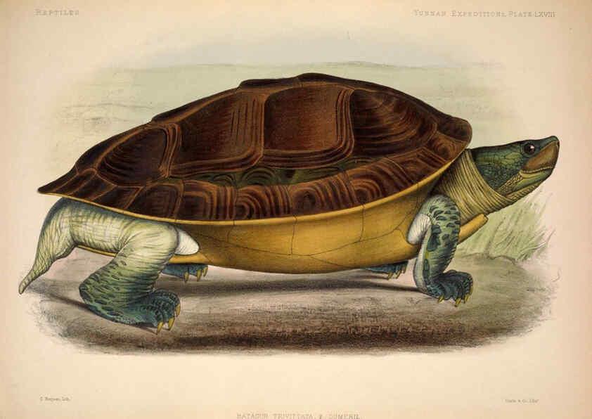Reproducción/Reproduction 6258165526: Anatomical and zoological researches v.2. London,B. Quaritch,1878
