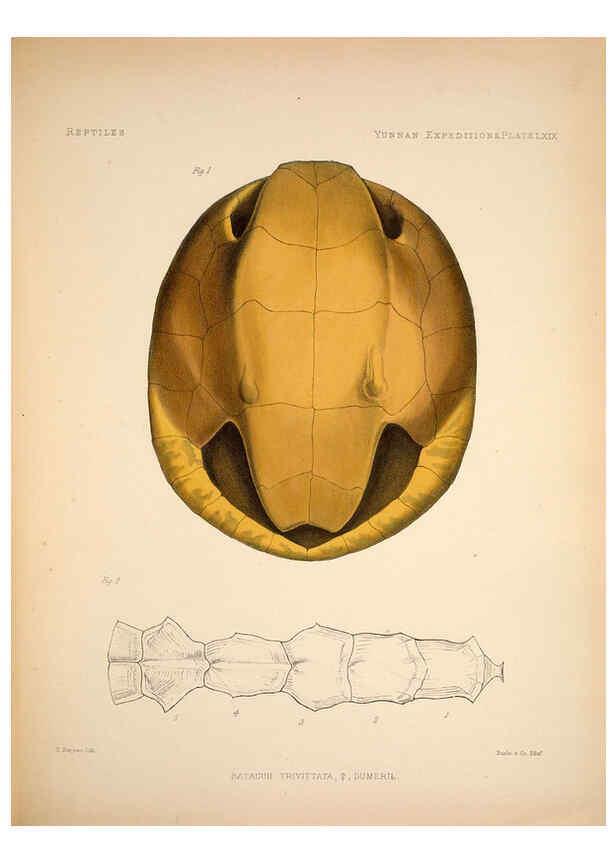 Reproducción/Reproduction 6258165726: Anatomical and zoological researches v.2. London,B. Quaritch,1878