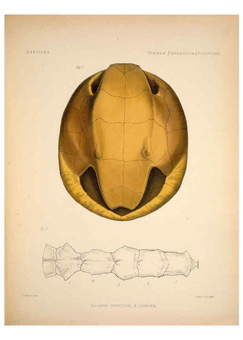 Reproducción/Reproduction 6258165726: Anatomical and zoological researches v.2. London,B. Quaritch,1878